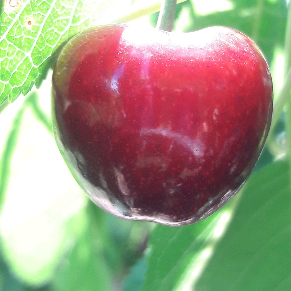 Meet your Posher, Despina